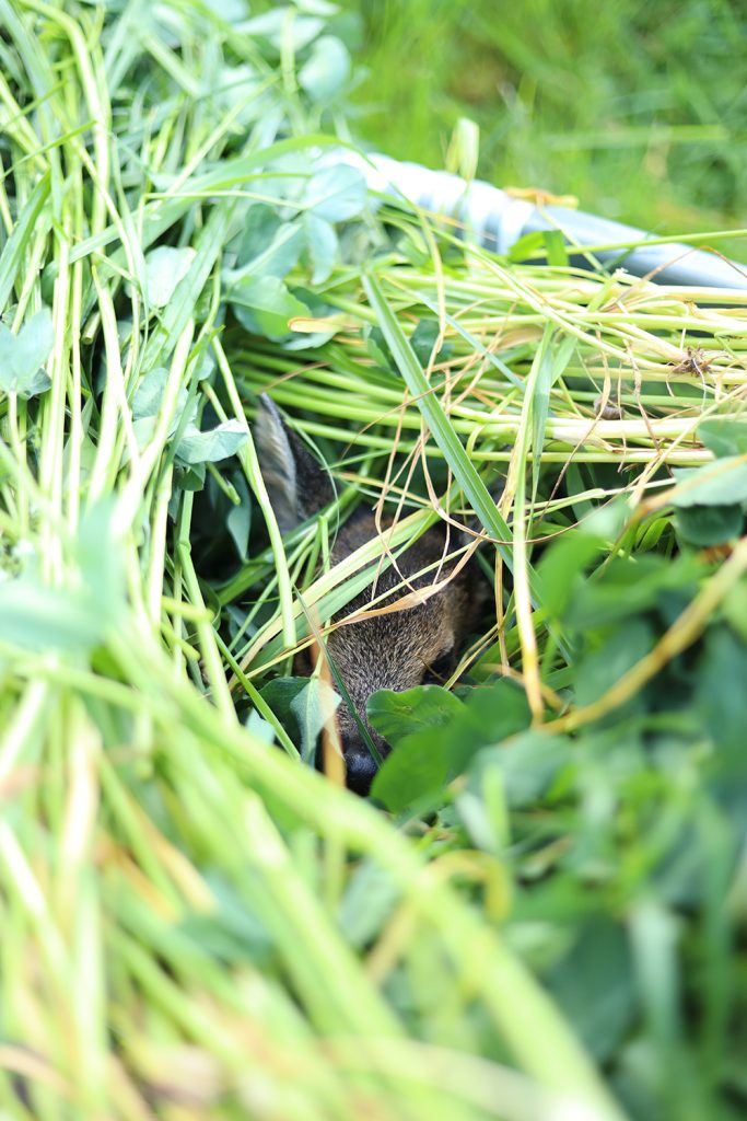 Rehkitz im Gras